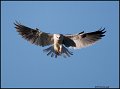 _0SB0976 white-tailed kite